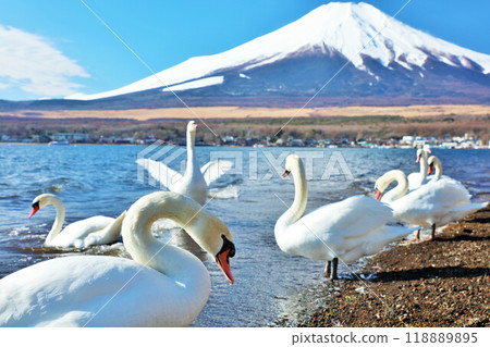 Yamanashi Prefecture Lake Yamanaka in the Blue Sky, Swans, and Mt. Fuji Yamanashi Prefecture Lake Yamanaka in the Blue Sky, Swans, and Mt. Fuji 118889895