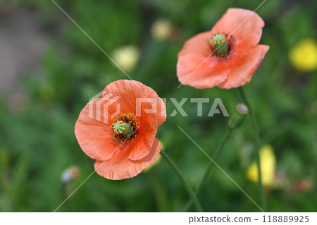 Field poppy, Longhead poppy 118889925