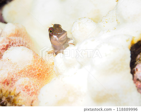 美麗的珊瑚和可愛的幼獅魚(海葵科)等等。伊豆半島南伊豆町中木埼三海灘-2023 美麗的珊瑚和可愛的幼獅魚(海葵科)等等。伊豆半島南伊豆町中木埼三海灘-2023 118889996