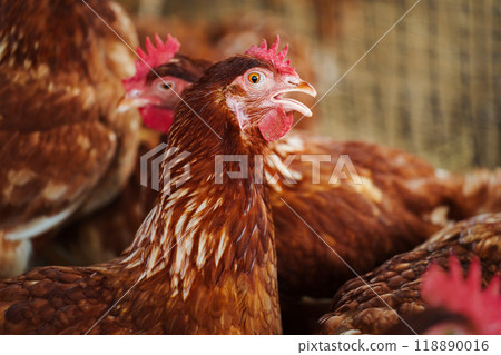 close up brown chicken or hen lay eggs in rural farm 118890016