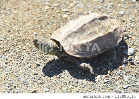 Reeve's turtle Reeve's turtle 118890136