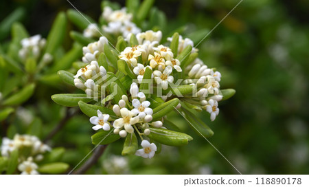 Pittosporum tobira (Cheesewood tree) Pittosporum tobira (Cheesewood tree) 118890178