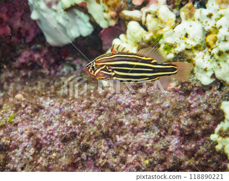 Beautiful poisonous juvenile grouper fish in an underwater cave. Nakagi Hirizo Beach, Minamiizu-cho, Izu Peninsula, Shizuoka Prefecture - 2023 118890221