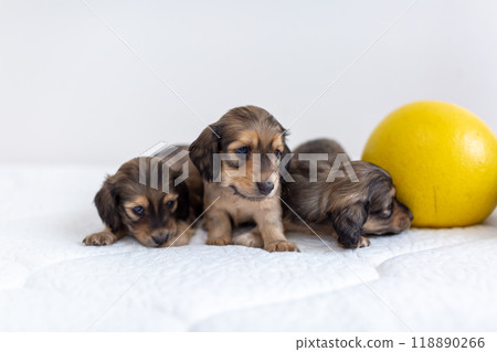 Puppy Kaninhen Dachshund Puppy Kaninhen Dachshund 118890266