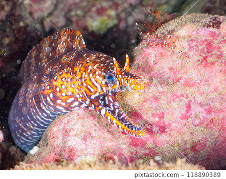 Beautiful and transparent clear cleaner shrimp (family Palaemonidae) cleaning a moray eel, Minamiizu Town, Hirizo Beach 2023 118890389