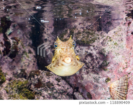 可愛的小Murrelet（箱魚家族）等。靜岡縣伊豆半島南伊豆町 Nakagi Hirizohama - 2023 118890409