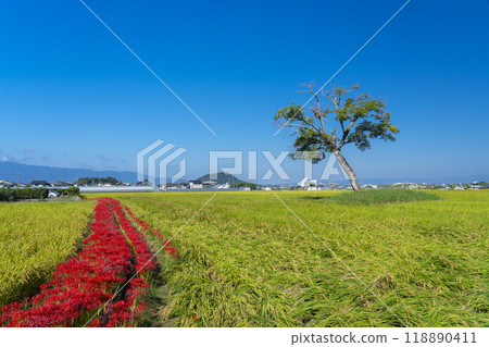 Nara: Red spider lilies and rice plants at the Furumiya ruins 118890411