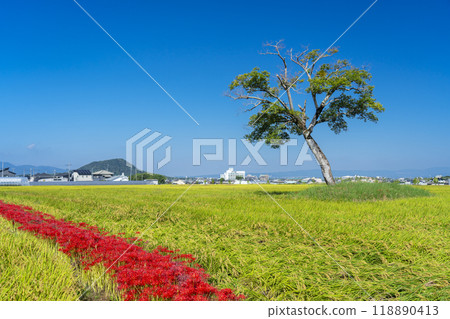 奈良古宮殿遺址的紅蜘蛛百合和稻穗 118890413