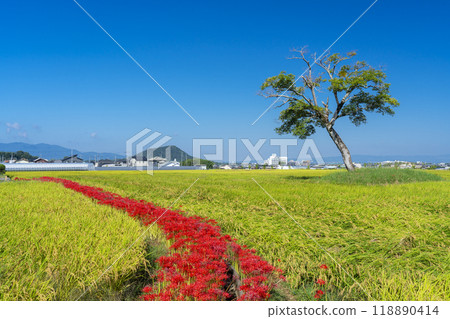 奈良古宮殿遺址的紅蜘蛛百合和稻穗 118890414