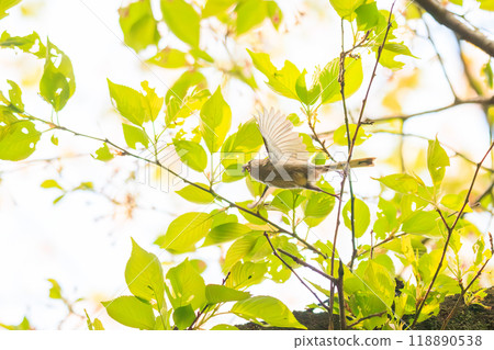 可愛的長尾山雀（長尾山雀家族）在美麗的染井吉野櫻花樹（櫻花）神奈川縣 - 2023 年飛行 118890538