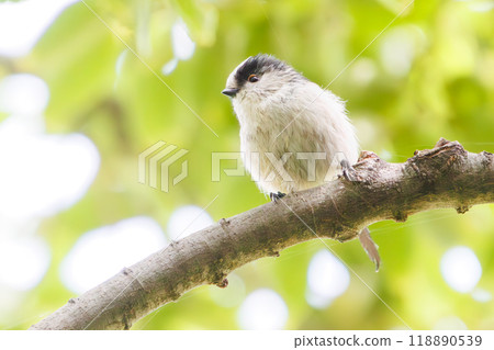 A cute long-tailed tit (family: Long-tailed Tit) flying among beautiful Somei-Yoshino cherry blossoms - Kanagawa Prefecture - 2023 118890539
