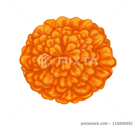 Mexican marigold cempasuchil flower. Isolated cartoon vector tagetes blossom bud with orange petals, symbol of cultural celebrations and festive occasions of Mexico, Day of the dead and Muertos event Mexican marigold cempasuchil flower. Isolated cartoon vector tagetes blossom bud with orange petals, symbol of cultural celebrations and festive occasions of Mexico, Day of the dead and Muertos event 118890992