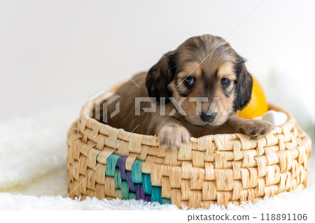 Kaninchen Dachshund puppy Kaninchen Dachshund puppy 118891106