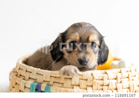 kaninhen 臘腸犬 小狗 118891107