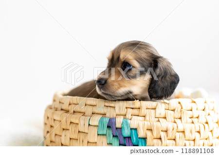 Kaninchen Dachshund puppy Kaninchen Dachshund puppy 118891108