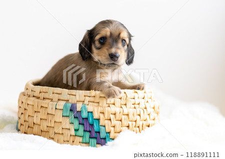 kaninhen 臘腸犬 小狗 118891111