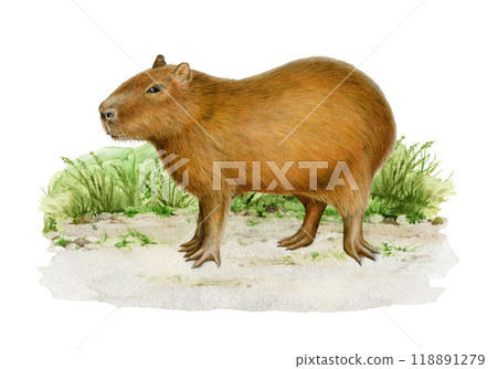 Capybara animal on the grassy ground painted illustration. Vintage style hand drawn Hydrochoerus hydrochaeris South America native wildlife mammal. Cute capybara standing on white background Capybara animal on the grassy ground painted illustration. Vintage style hand drawn Hydrochoerus hydrochaeris South America native wildlife mammal. Cute capybara standing on white background 118891279