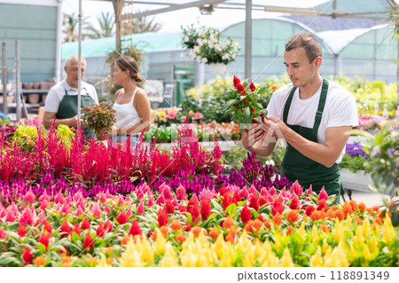 Male employee of garden shopping center inspects product, pot with celosia. 118891349