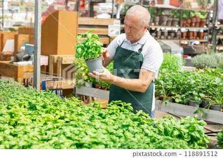 Mature male employee of garden shopping center inspects product, pot with basil. Mature male employee of garden shopping center inspects product, pot with basil. 118891512