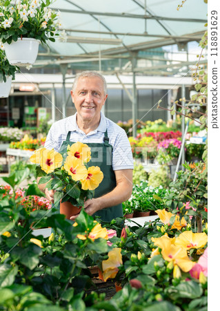 Mature male employee of garden shopping center inspects product, pot with hibiscus. 118891629