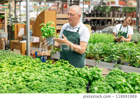 Elderly male seller holding basil in pot 118891989
