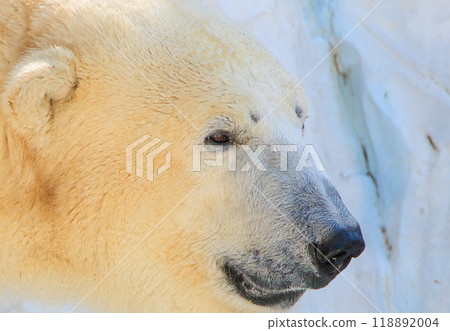 動物園裡的北極熊 動物園裡的北極熊 118892004