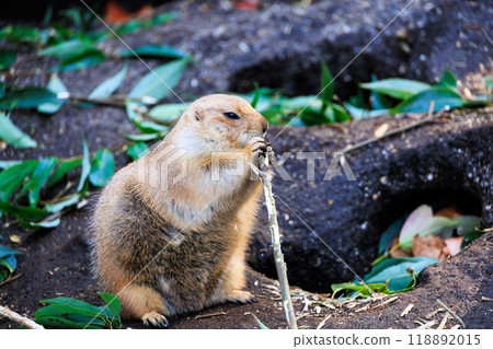 A black-tailed prairie dog chewing on a branch A black-tailed prairie dog chewing on a branch 118892015