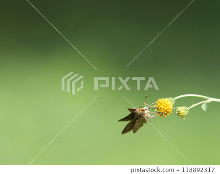 蝴蝶抽花蜂蜜 118892317