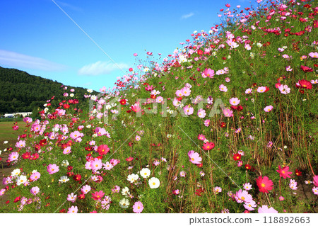 在網走市Omagariko Gion的宇宙波斯菊 118892663