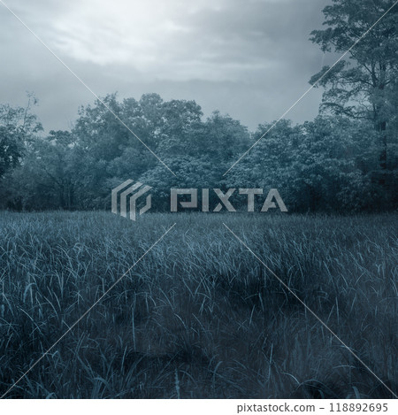 A field of tall grass with trees and moonlight in the background. The sky is cloudy and dark 118892695