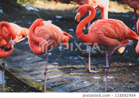 很多火烈鳥 很多火烈鳥 118892984