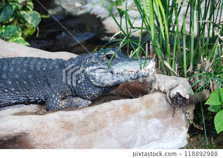African little crocodile at the zoo 118892988