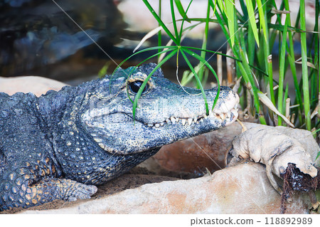 African little crocodile at the zoo 118892989