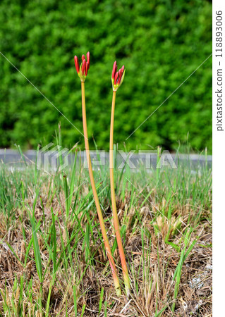 Higanbana, Higanbana Higanbana, Higanbana 118893006
