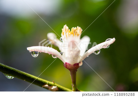 檸檬花 檸檬花 118893288