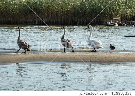 Swans on banks of Curonian Lagoon on Curonian Spit in village Lesnoy. Russia Swans on banks of Curonian Lagoon on Curonian Spit in village Lesnoy. Russia 118893355