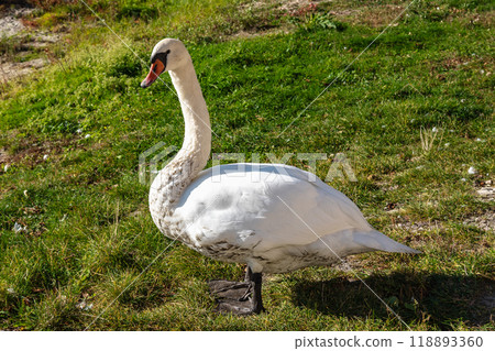 Swan on banks of Curonian Lagoon on Curonian Spit in village Lesnoy. Russia 118893360