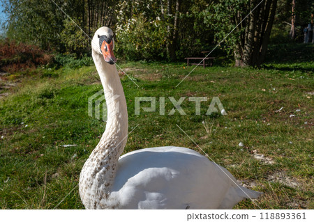 Swan on banks of Curonian Lagoon on Curonian Spit in village Lesnoy. Russia 118893361