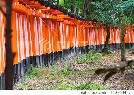 Kyoto Fushimi Inari Taisha Shrine, Senbon Torii (Fushimi Ward, Kyoto City, Kyoto Prefecture) Kyoto Fushimi Inari Taisha Shrine, Senbon Torii (Fushimi Ward, Kyoto City, Kyoto Prefecture) 118893462