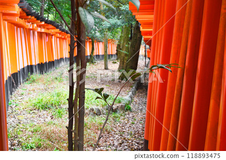 京都伏見稻荷大社千本鳥居（京都府京都市伏見區） 118893475