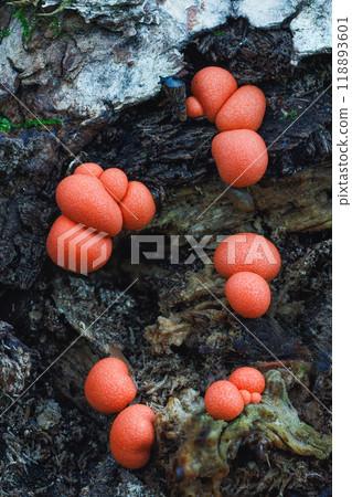 Lycogala epidendrum wolf's milk Protista small orange or gray spore-filled pellets growing on dead wood Lycogala epidendrum wolf's milk Protista small orange or gray spore-filled pellets growing on dead wood 118893601