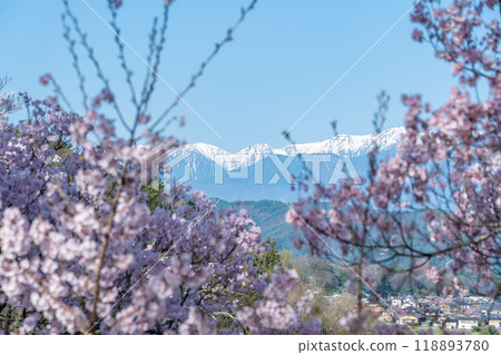 Ina City, Nagano Prefecture. Cherry blossoms in full bloom at Takato Castle Park, said to be the best in the world, and the snow-capped Central Alps mountain range. Ina City, Nagano Prefecture. Cherry blossoms in full bloom at Takato Castle Park, said to be the best in the world, and the snow-capped Central Alps mountain range. 118893780