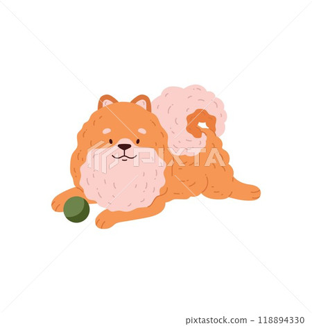 Vector illustration of a cute orange-colored pomeranian lying next to its toy ball 118894330