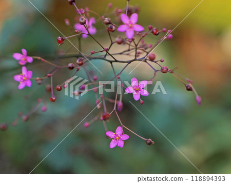 漂亮的榛樹花 118894393