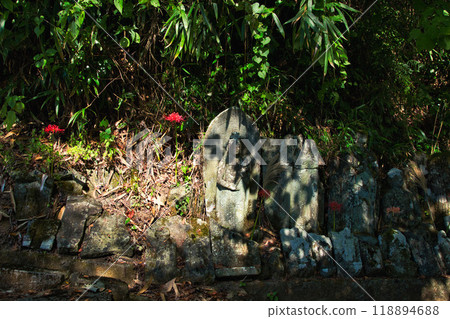 一乘谷朝倉氏遺址-秋天的彼岸花 一乘谷朝倉氏遺址-秋天的彼岸花 118894688