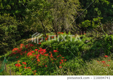 一乘谷朝倉氏遺址-秋天的彼岸花 一乘谷朝倉氏遺址-秋天的彼岸花 118894741