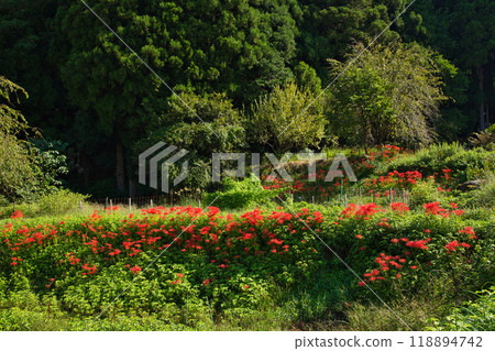 一乘谷朝倉氏遺址-秋天的彼岸花 一乘谷朝倉氏遺址-秋天的彼岸花 118894742