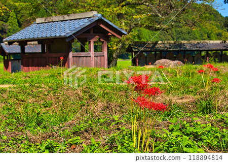 Ichijodani Asakura Clan Ruins - Autumn of the Red Spider Lily 118894814