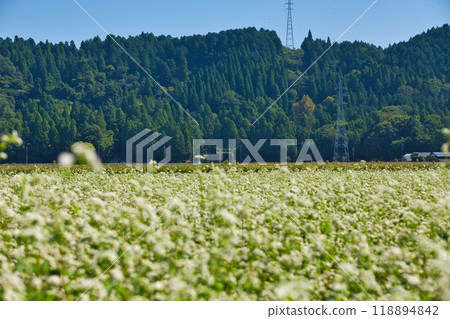 一乘谷朝倉氏遺址-秋天的彼岸花 一乘谷朝倉氏遺址-秋天的彼岸花 118894842