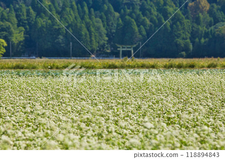 一乘谷朝倉氏遺址-秋天的彼岸花 118894843